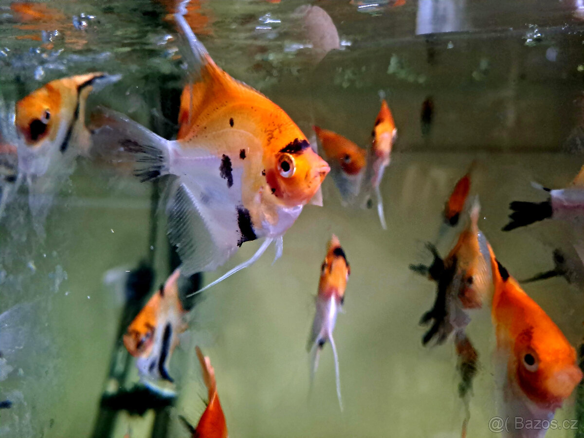 Skaláry RED Devil - 4