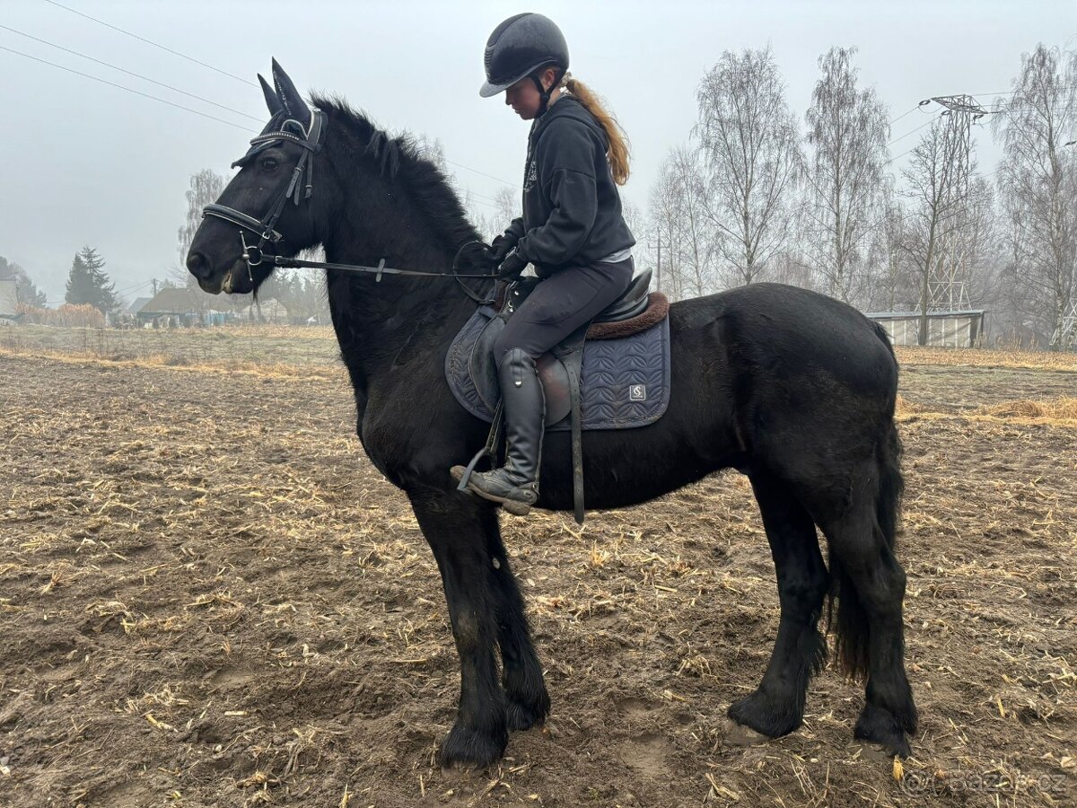 Fríský valach, 17 let - 4