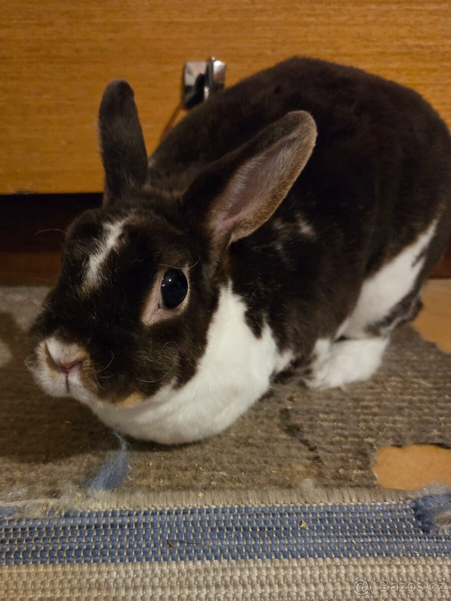 Samička zakrslého králíka - 4