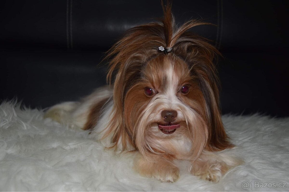 Biro yorkshire teriér ke krytí - 4