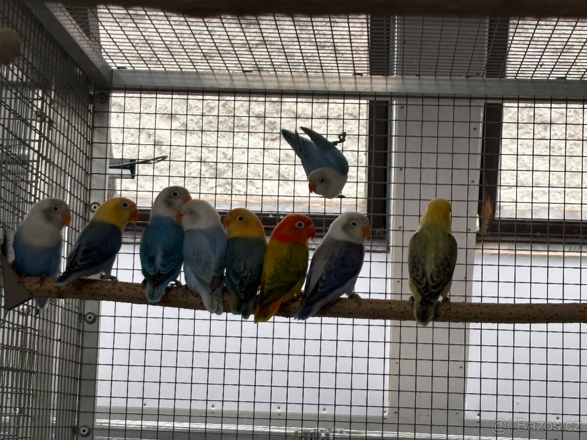 Agapornis fischeri - 4