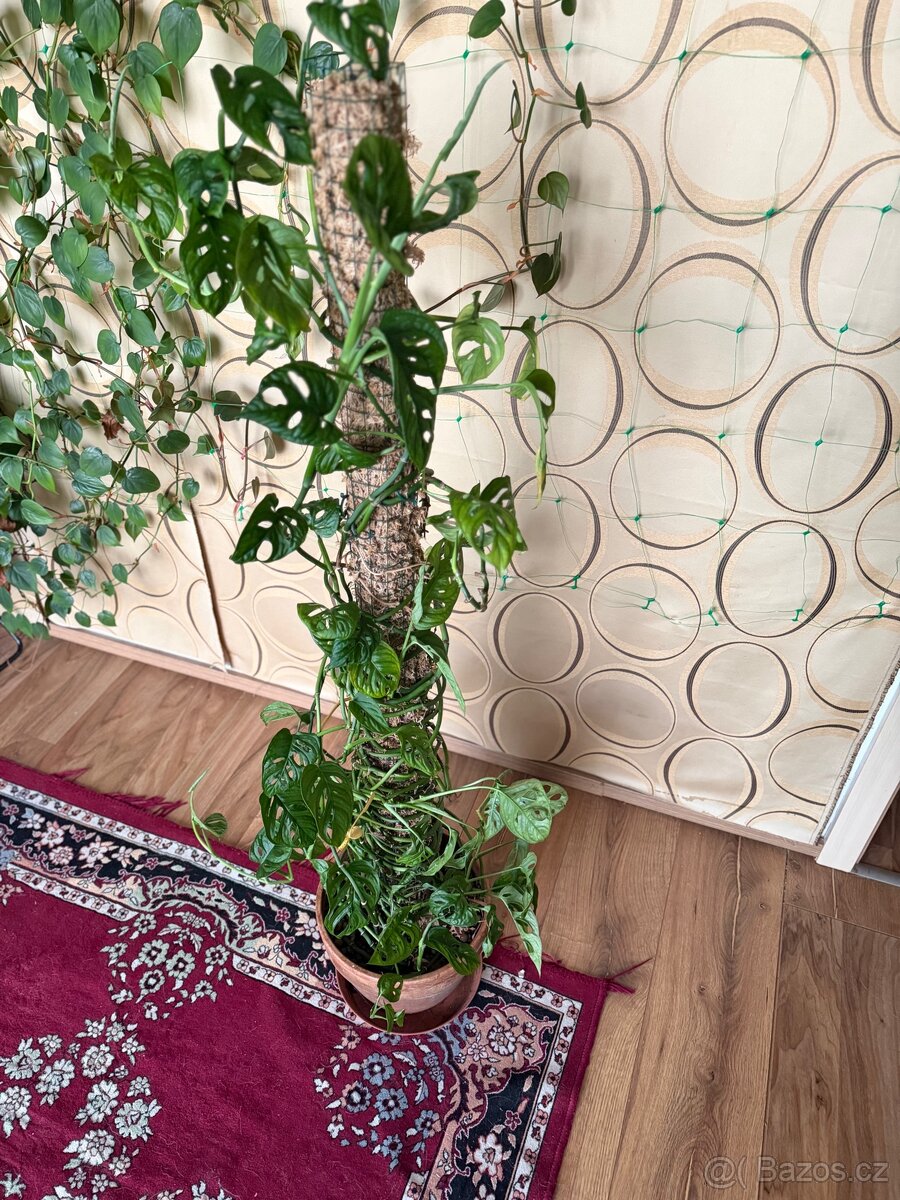 Monstera adansonii (Monkey Monstera) - 4