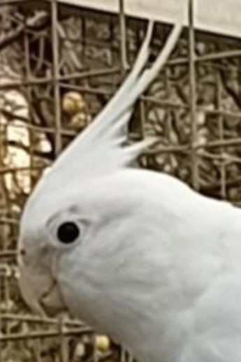 Korela bělohlavá bílá černooká SAMEC - 4