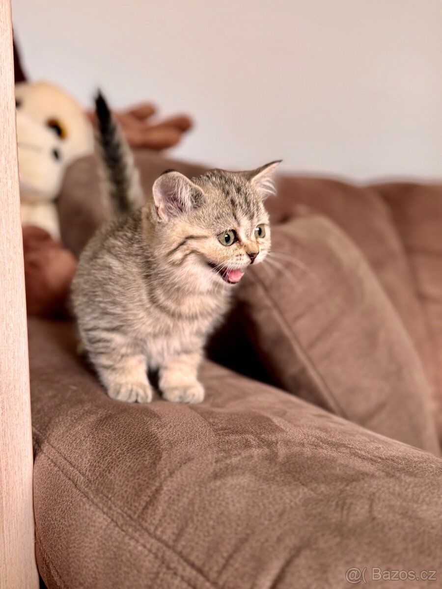 Skotská klapouchá kočka, scottish straight s PP - 4