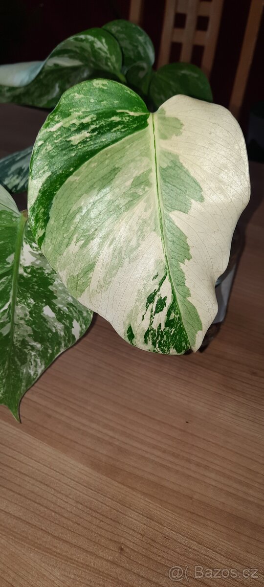 Monstera albo - různé řízky - 4