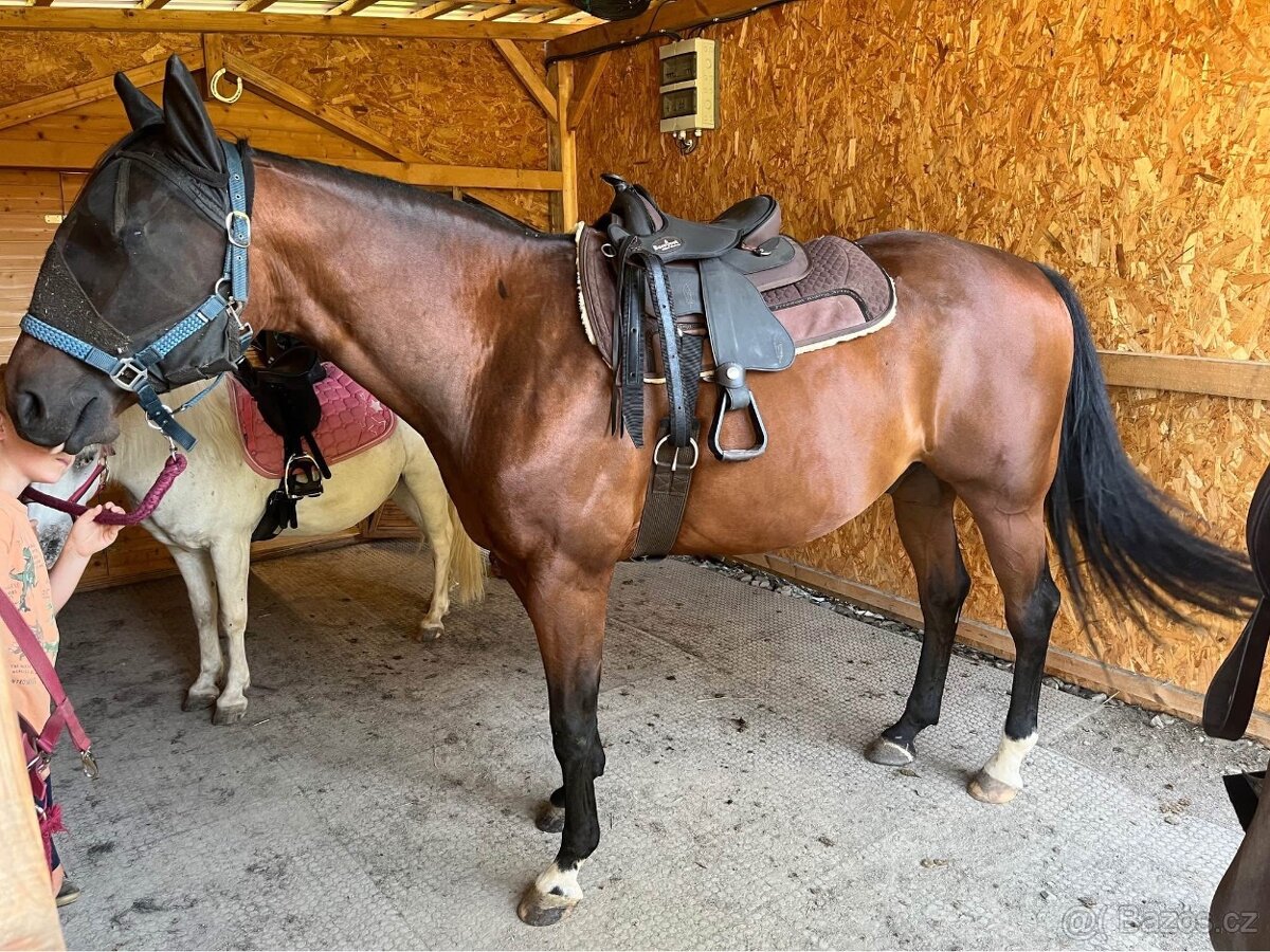 Barefoot Arizona Barry bezkostrové sedlo na pony - 4