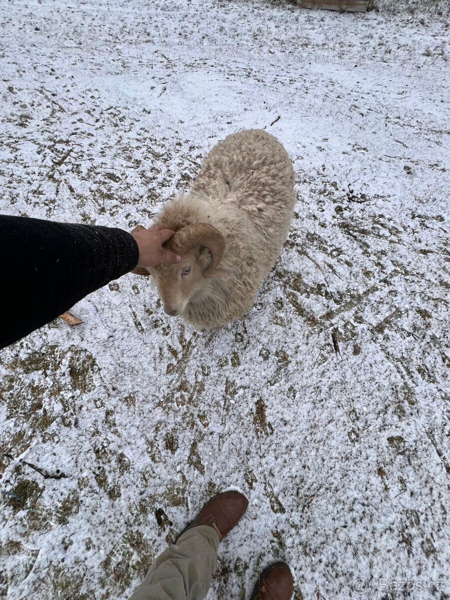 Quessantská ovce - 4