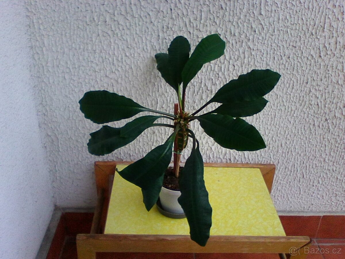 Pokojové květiny - 4