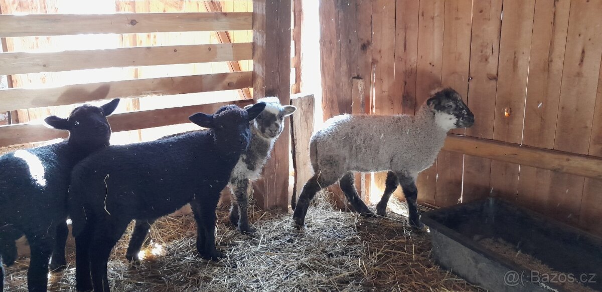 Jehňata na prodej - 4