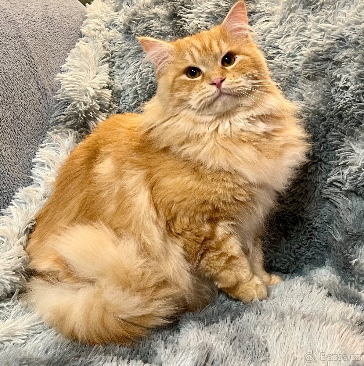 Sibiřská kočka a kocour 1,5 roku s PP - 4