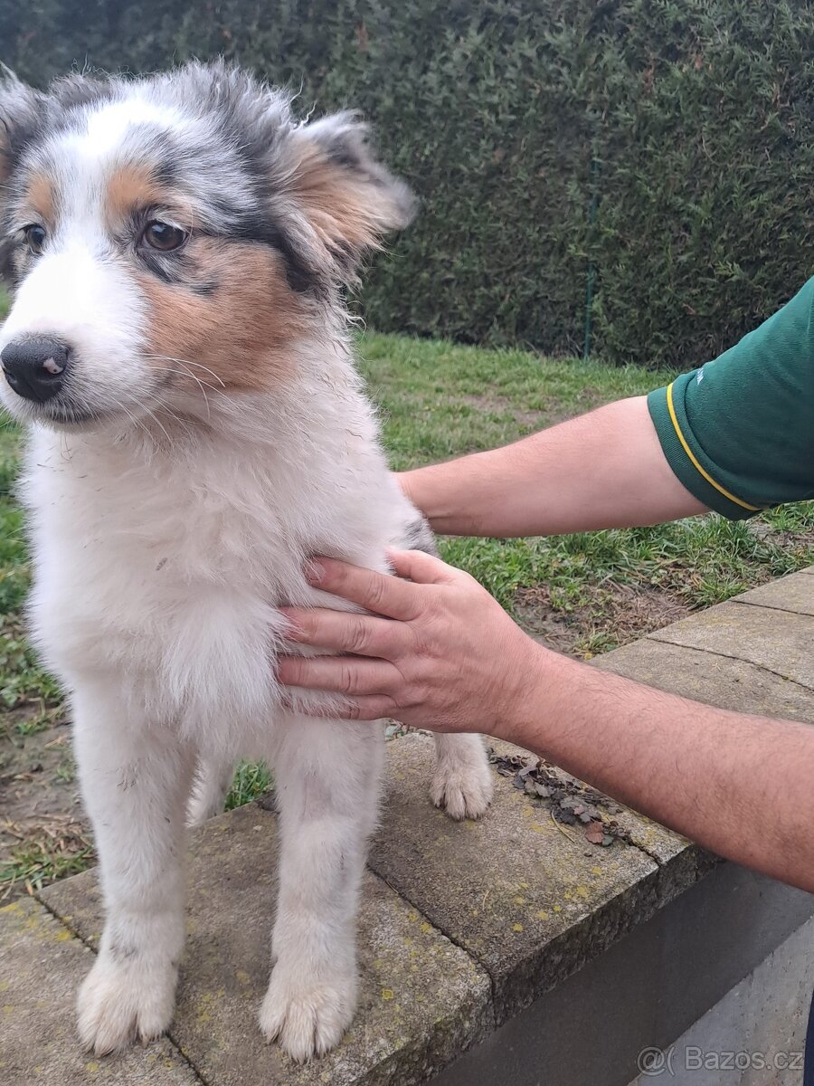 Chovatelská stanice nabízí štěňátka australských ovčáků s PP - 4