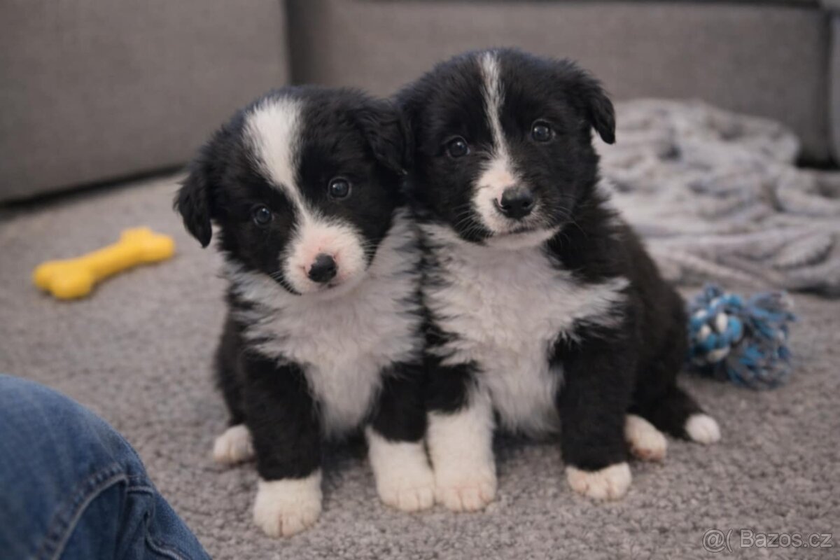 Nabízím krásná štěňata border kolie - 4