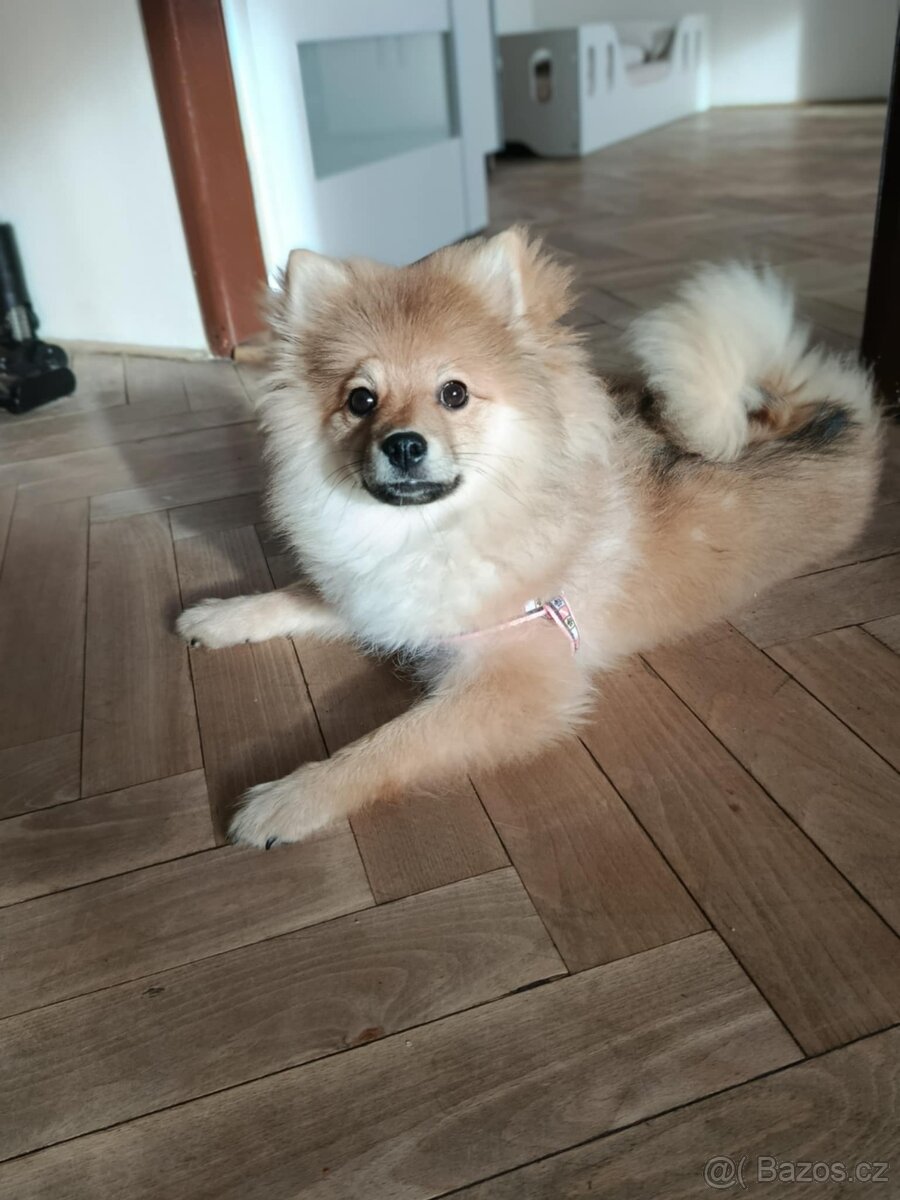 Německý špic. - 4