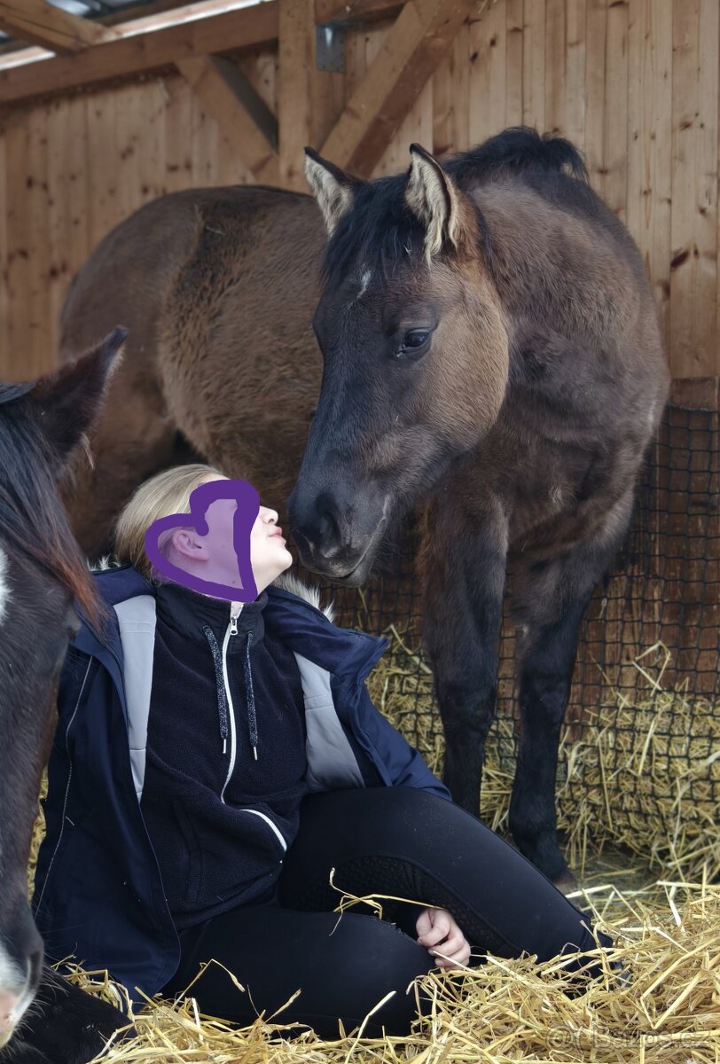 Krásná Grullo Klisna - 4