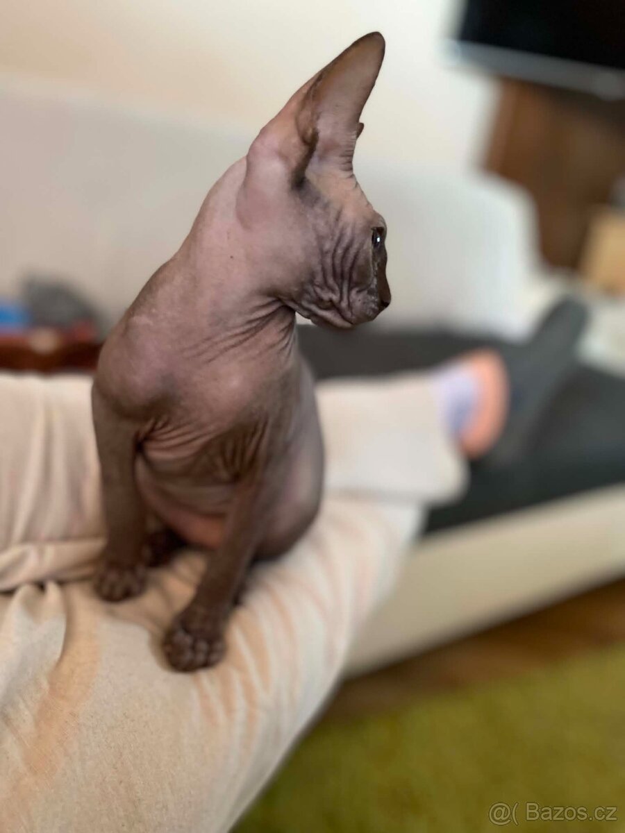 SPHYNX koťátko bez PP - 4