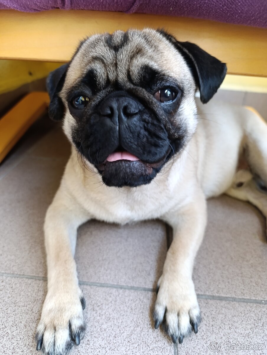 Hledáme fenku pro krytí - MOPS - 4