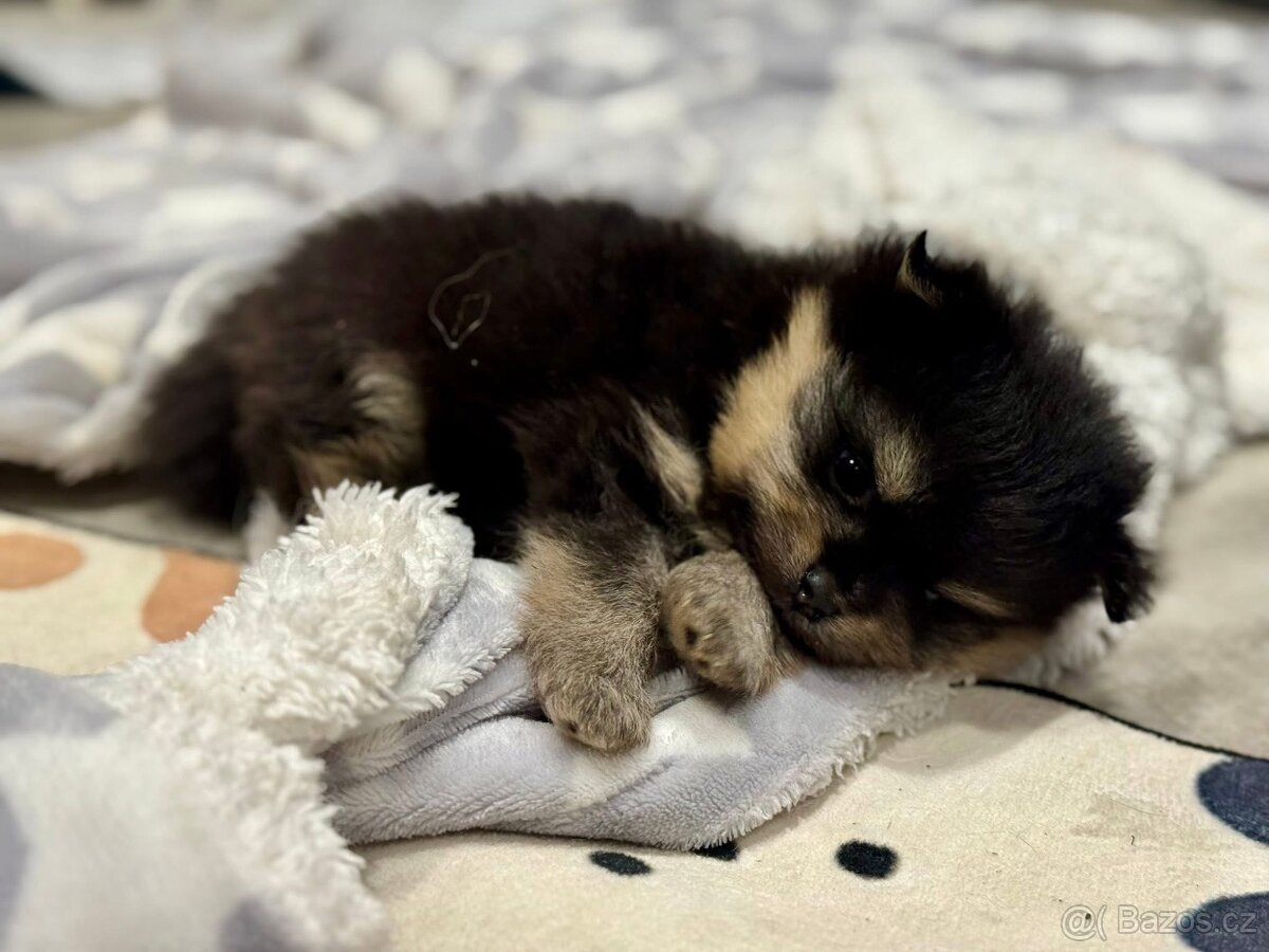 Pomeranian - luxusní štěňátka - 4