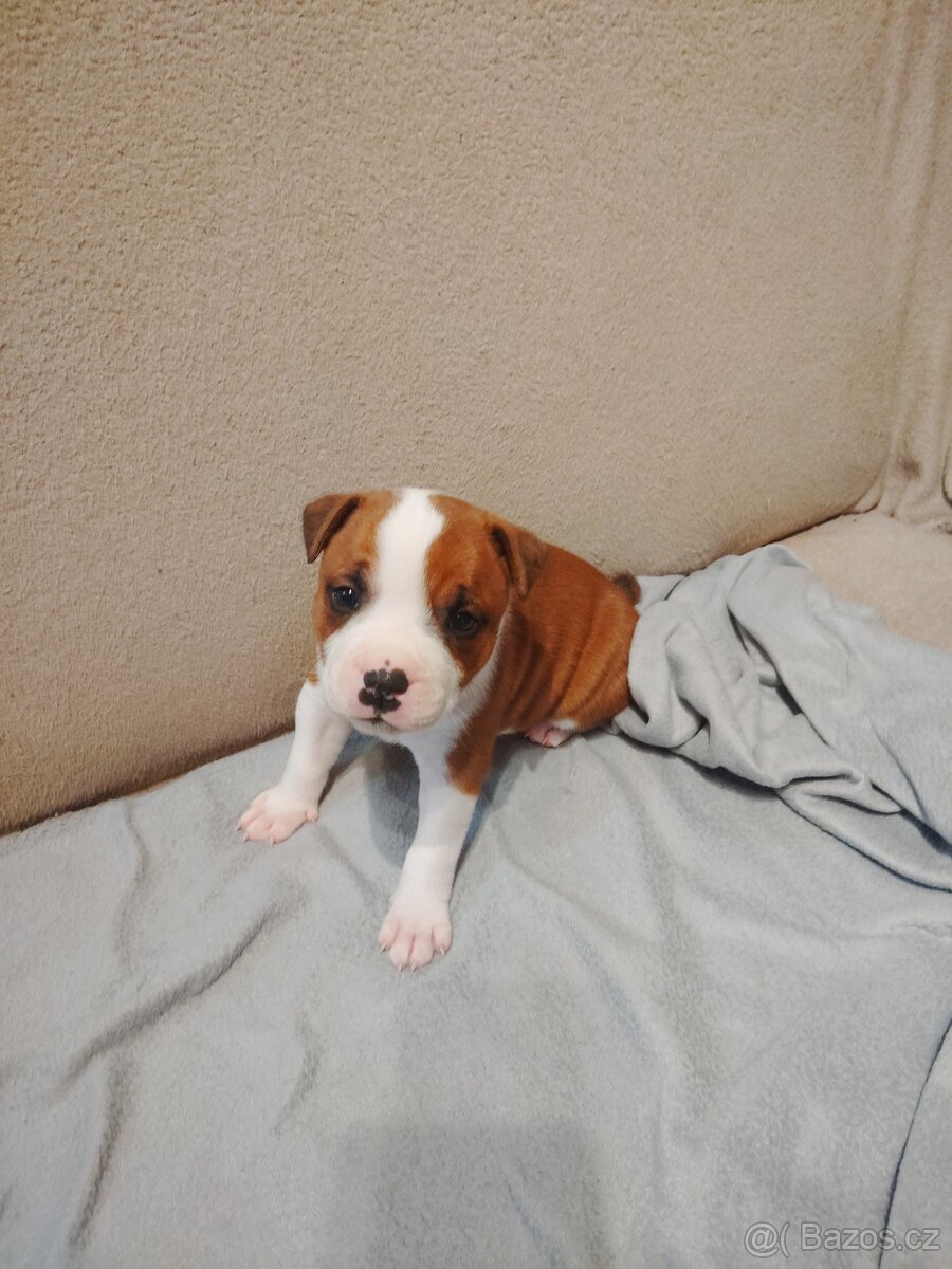 Štěňátka stafordšírský bulteriér s PP - 4