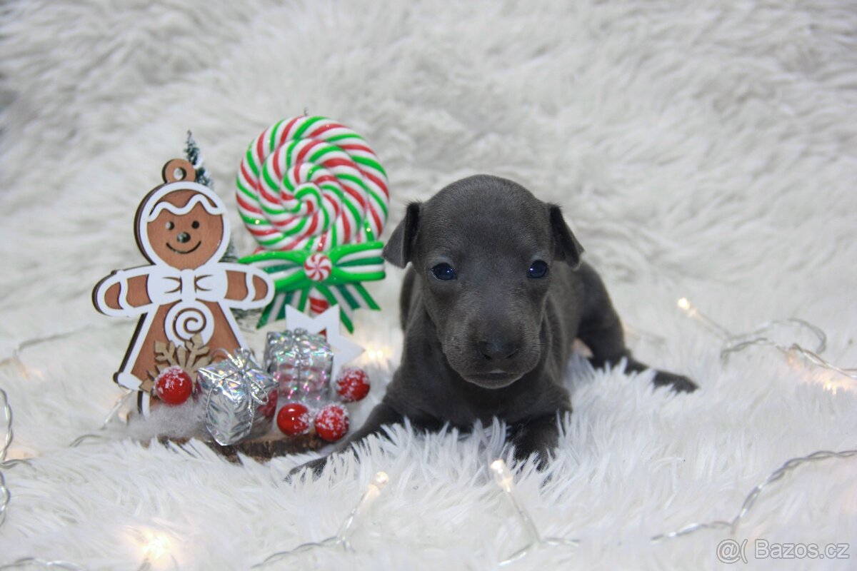 Italský chrtík - 4