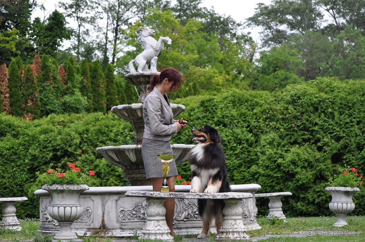 Austrálsky ovčák/krytie/ - 4