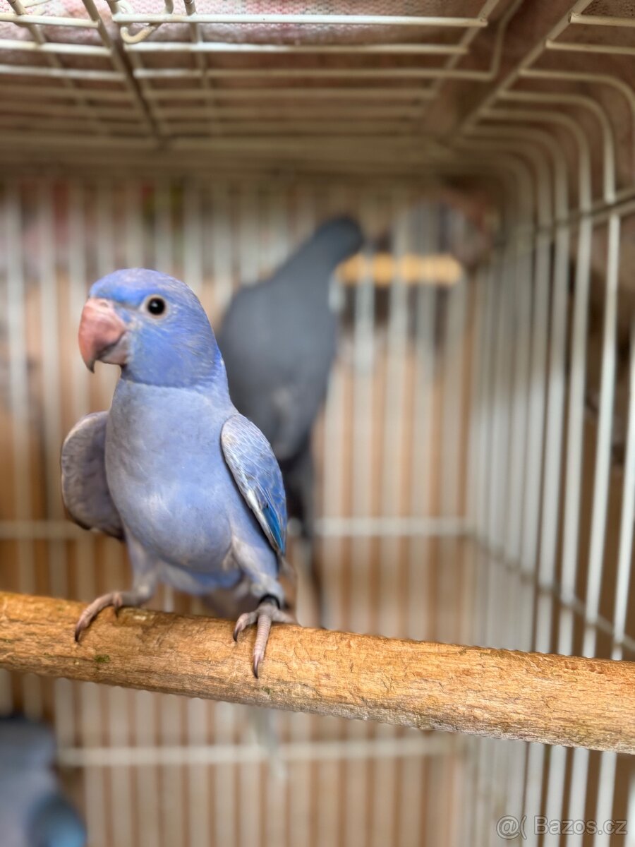 Alexandr malý- krotký - 4