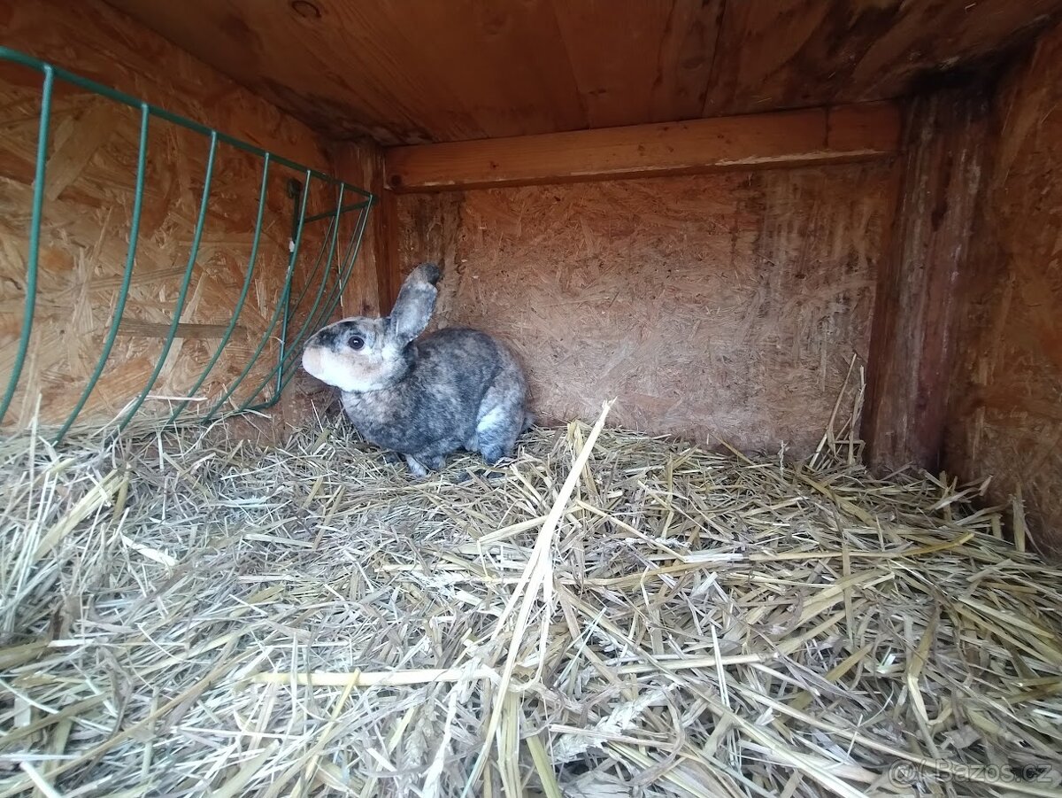 Zakrslí králíčci - 4