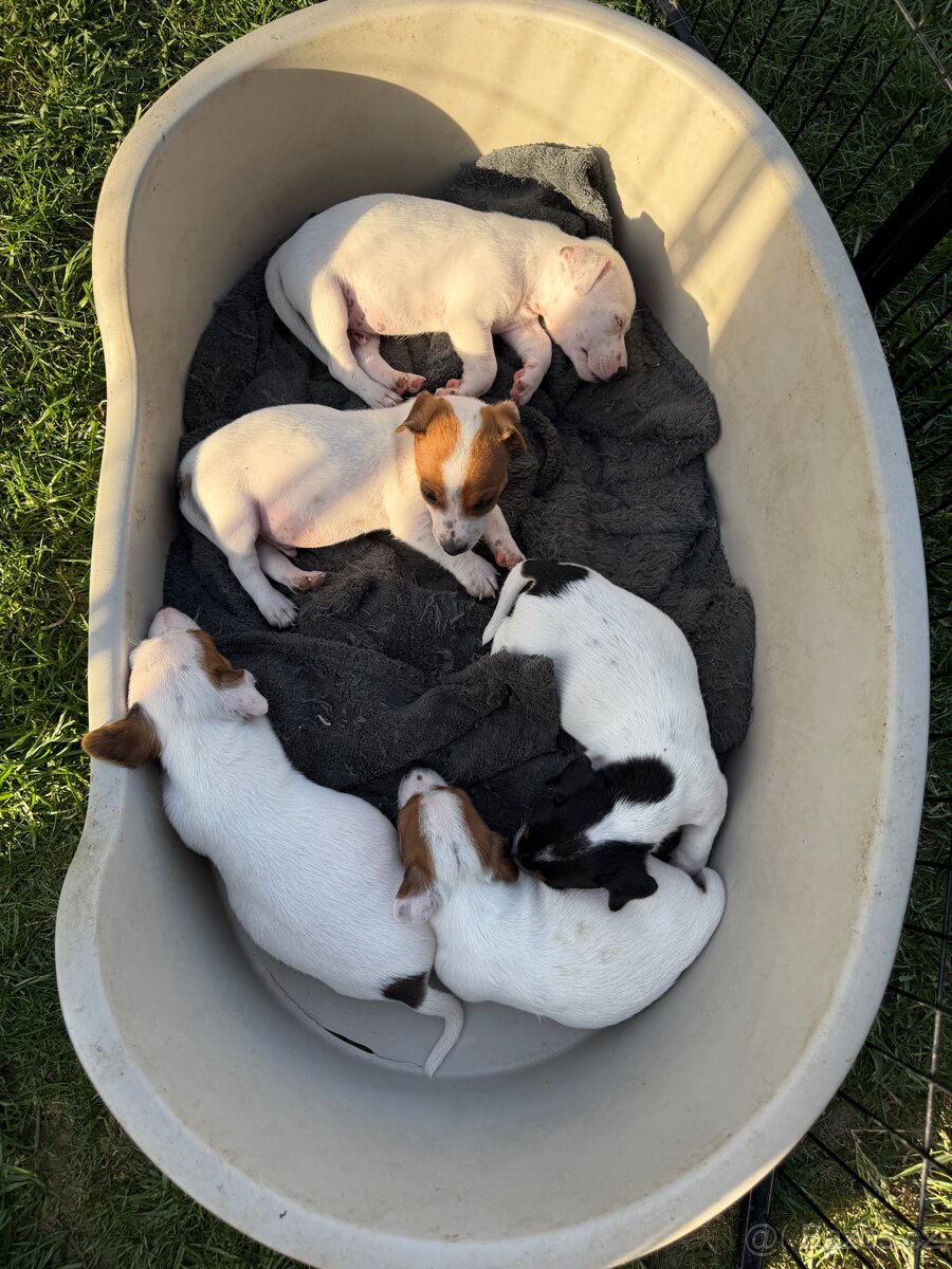 Jack Russell teriér - 4