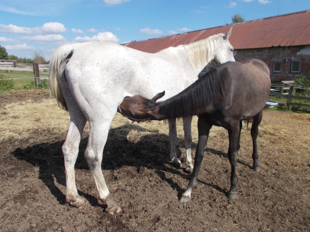 Prodám roční klisnu - 4