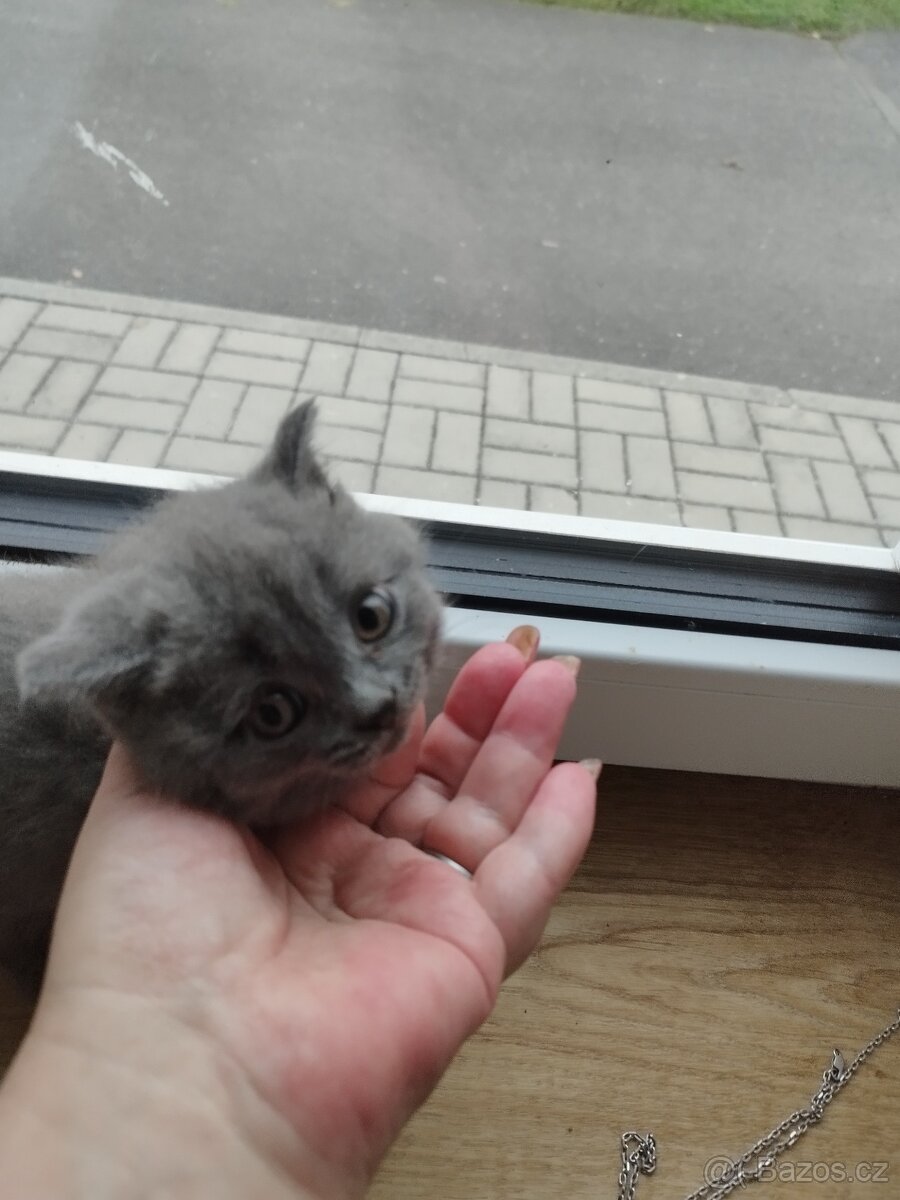 Prodám britská modrá koťátka - 4