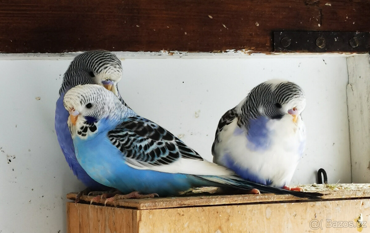 Andulka vlnkovaná 2025 po výstavních rodičích - 4