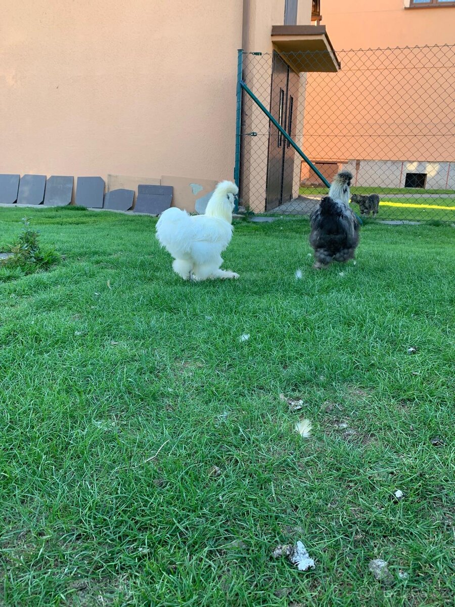 Hedvábnička - kohoutek - 4