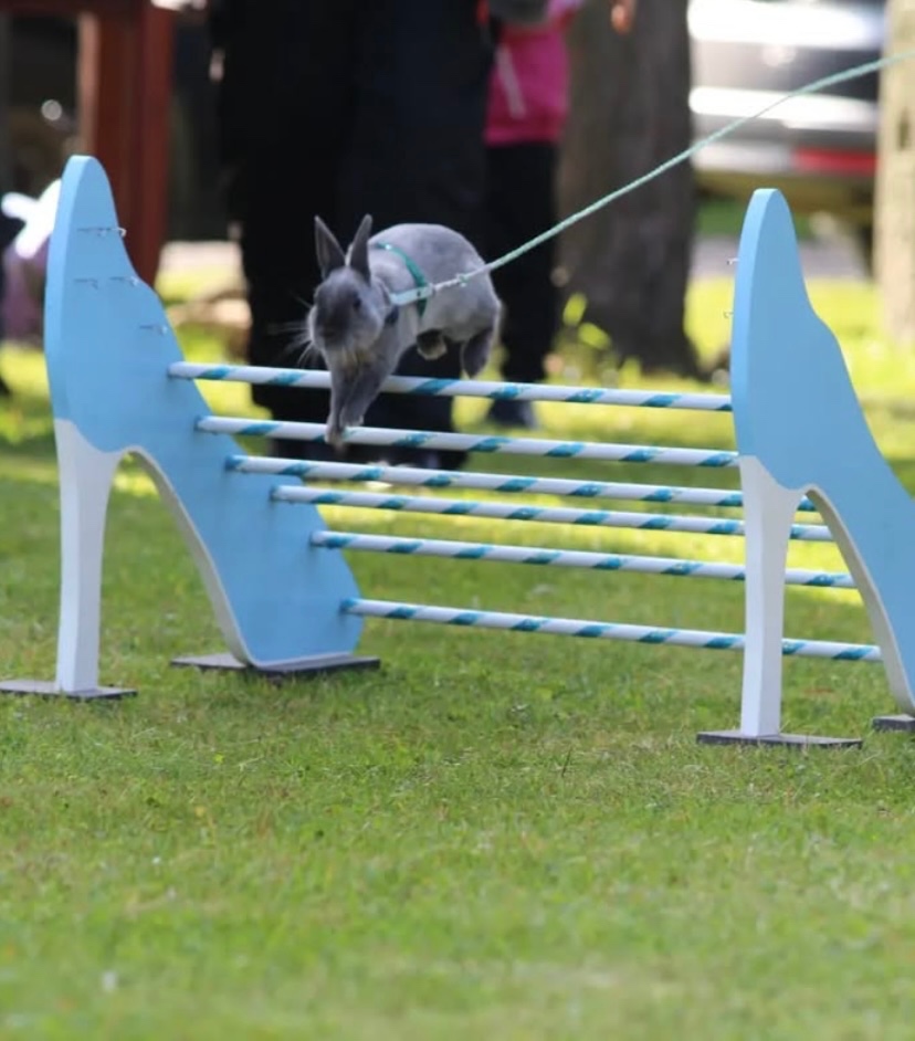 zakrslý králik - 4