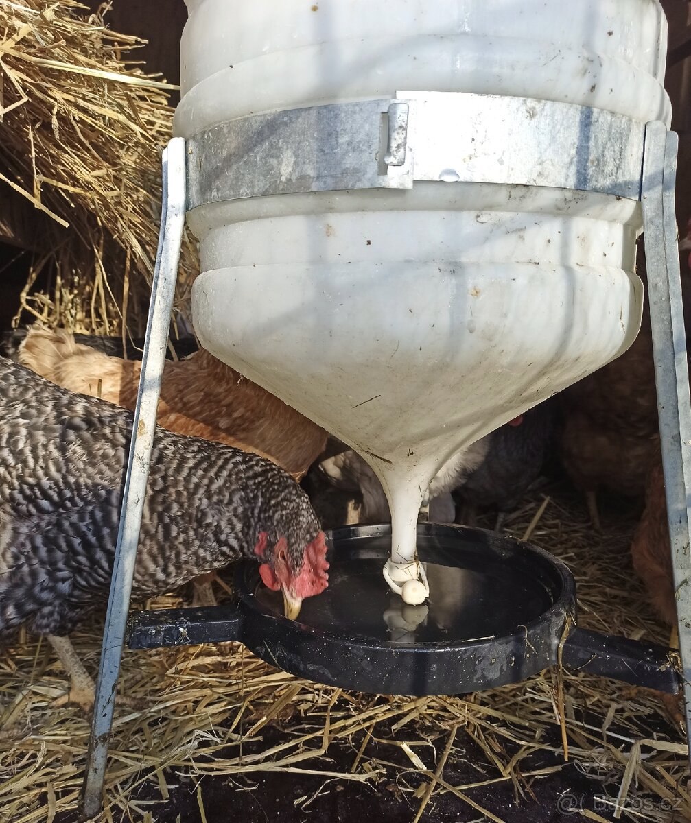 Domácí vejce z volnèho výběhu - 4