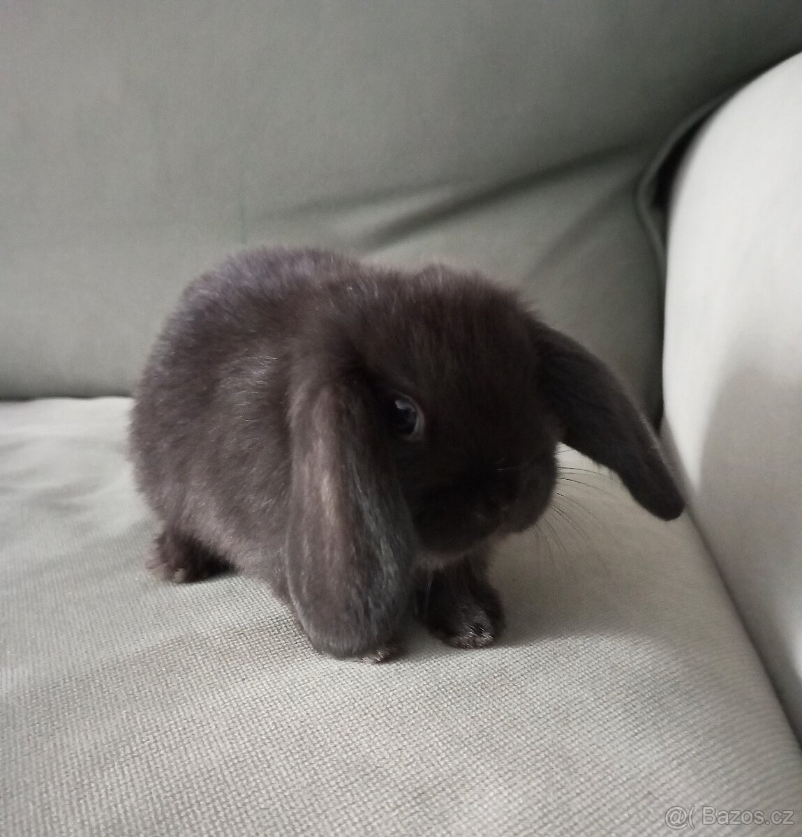 Zakrslý beránek králíček - 4