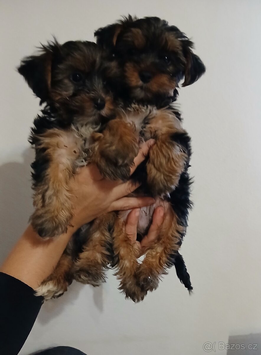 Jorkšírsky teriér - 4