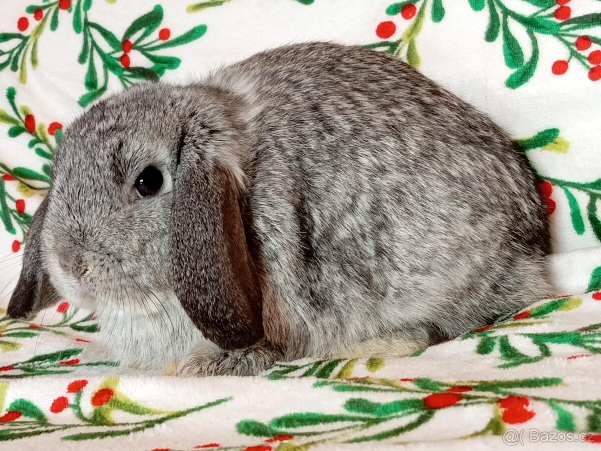 Samička Zakrslý Beránek MiniLop ❤️ - 4