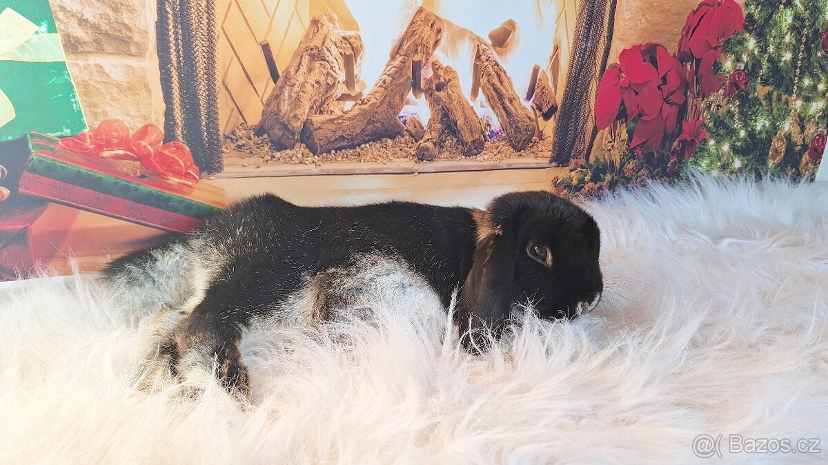 Zakrslý králík/ beránek vydří černá - 4