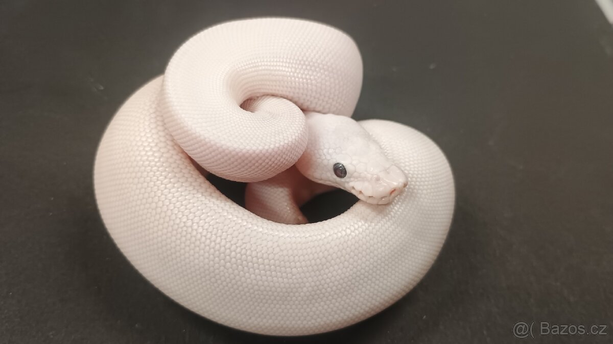 Krajta královská BEL - 4