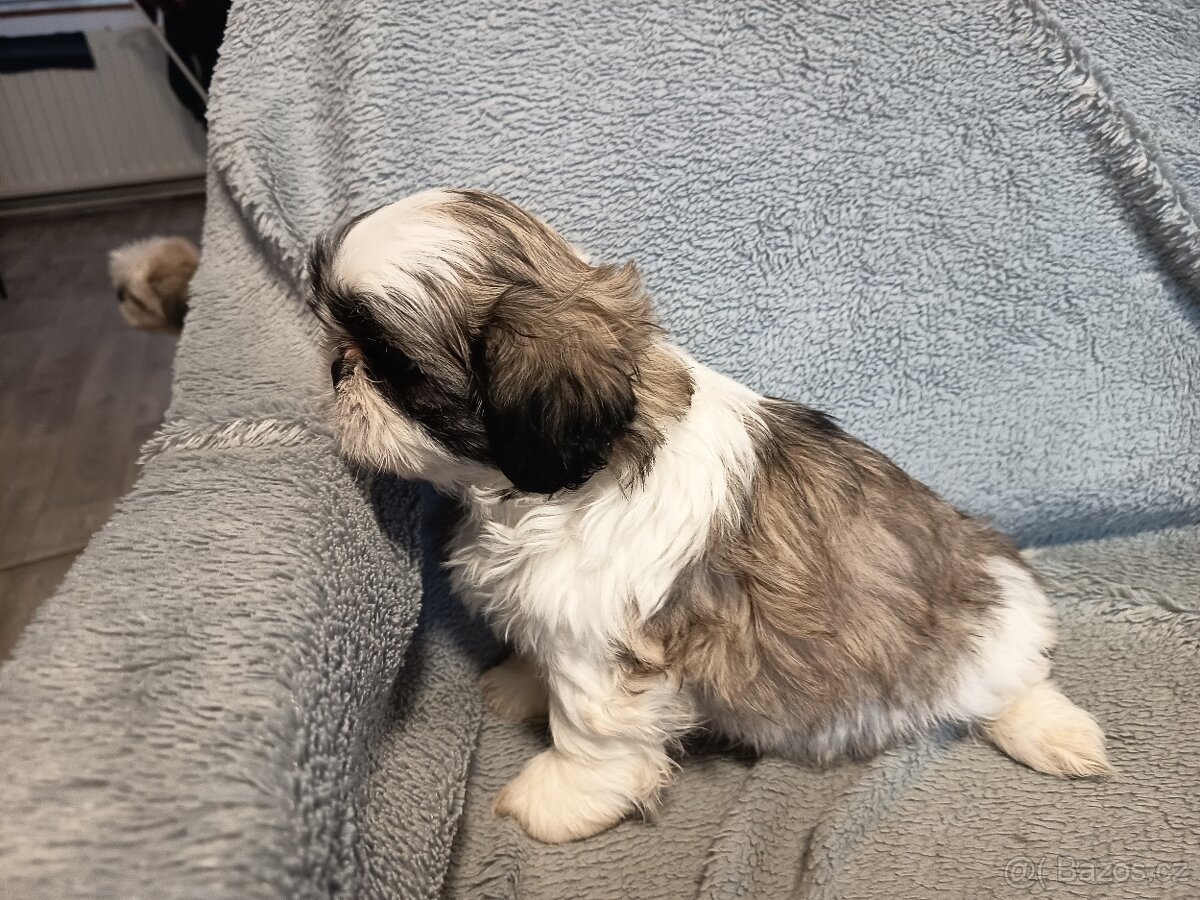 Štěňata shih-tzu - 4