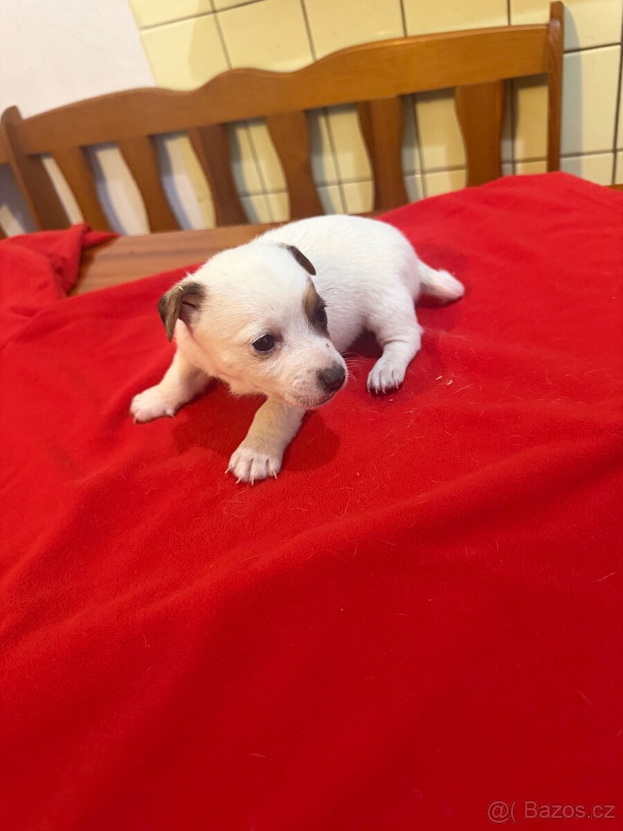 Jack russell teriér - 4