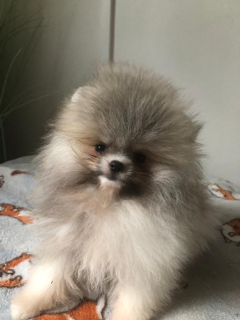 Pomeranian s p.p - 4