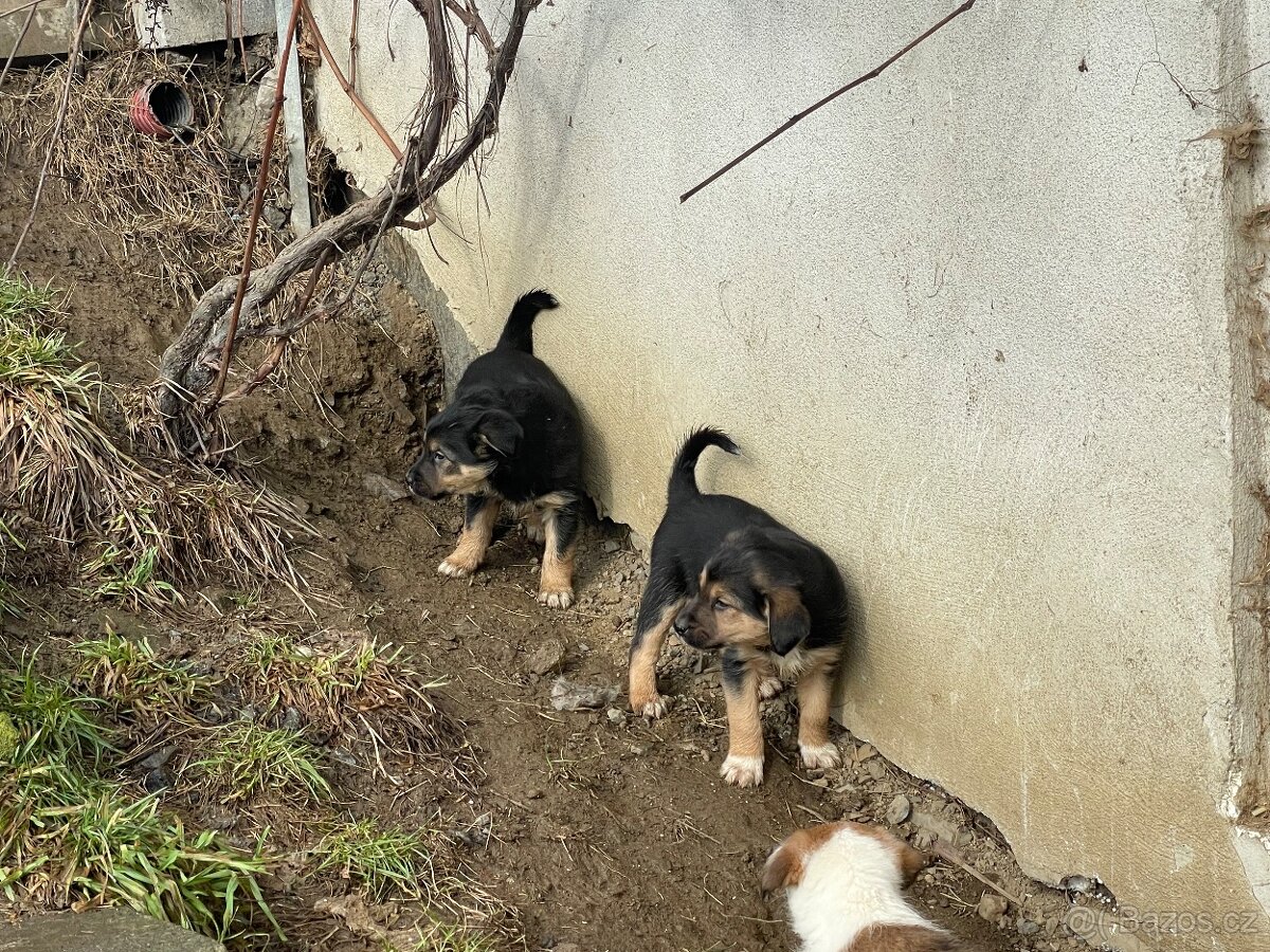 Štěně Border kolie/Malinsky ovčák odběr od 27.2 - 4