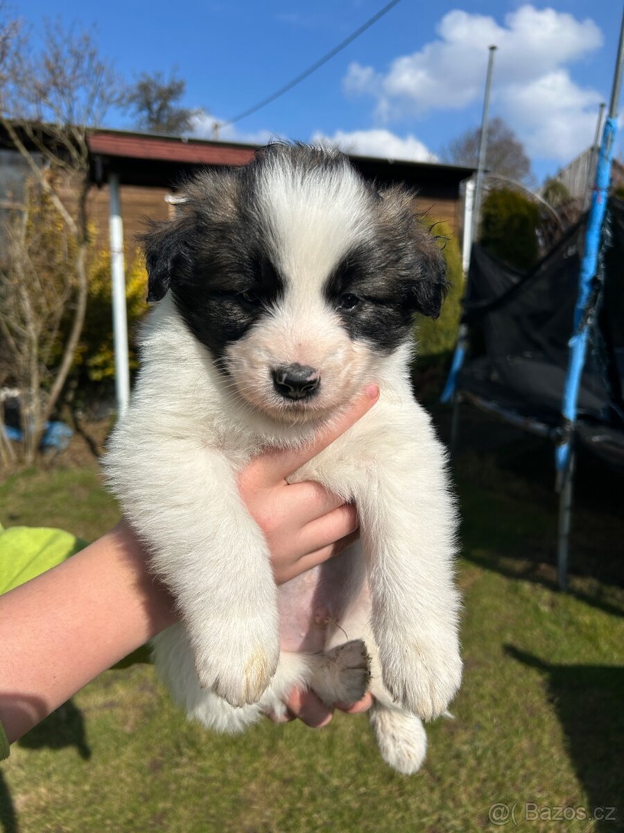 Kříženci Border kolie - 4