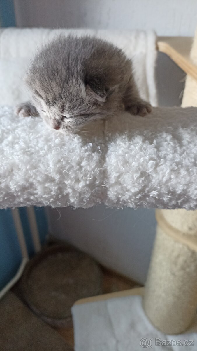 Britská kočička whiskas s PP - 4