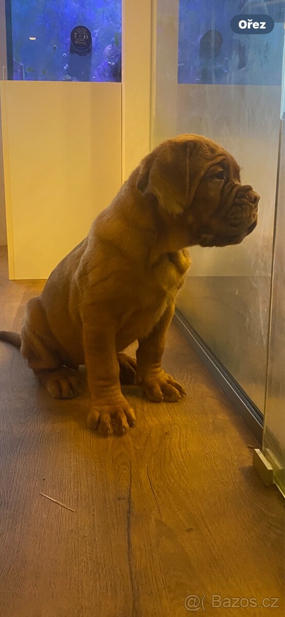 Bordeauxska doga s PP - 4