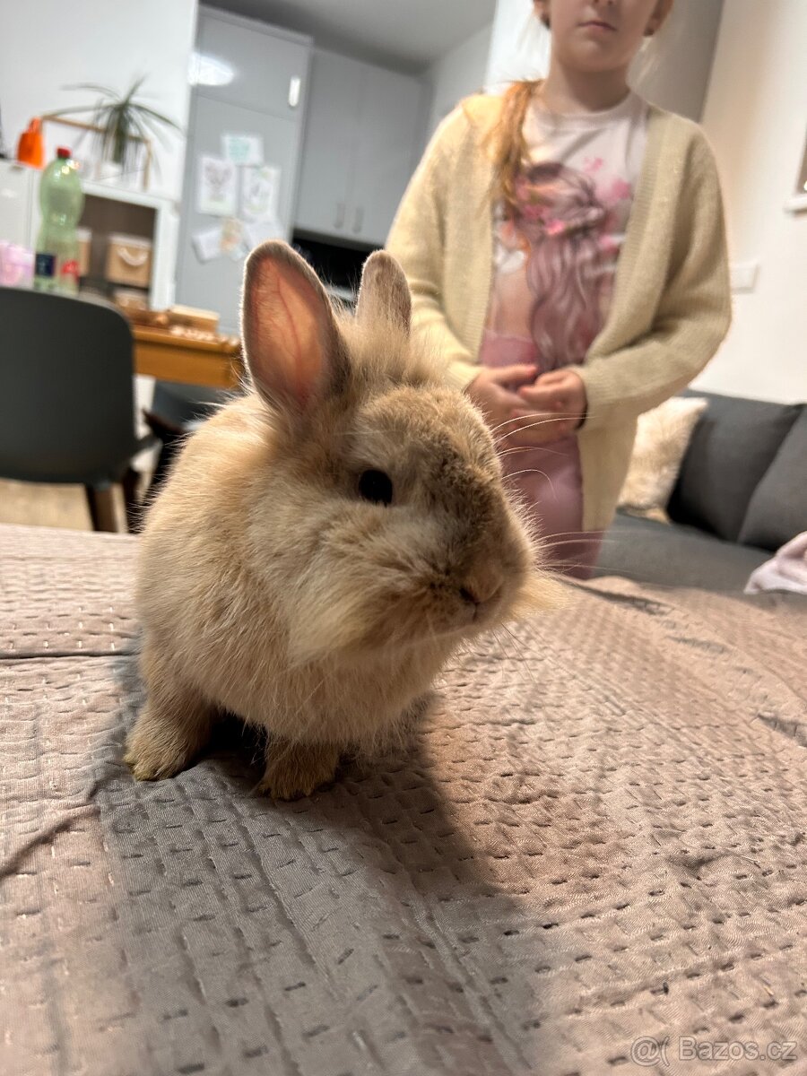 Zakrslý králík - 4