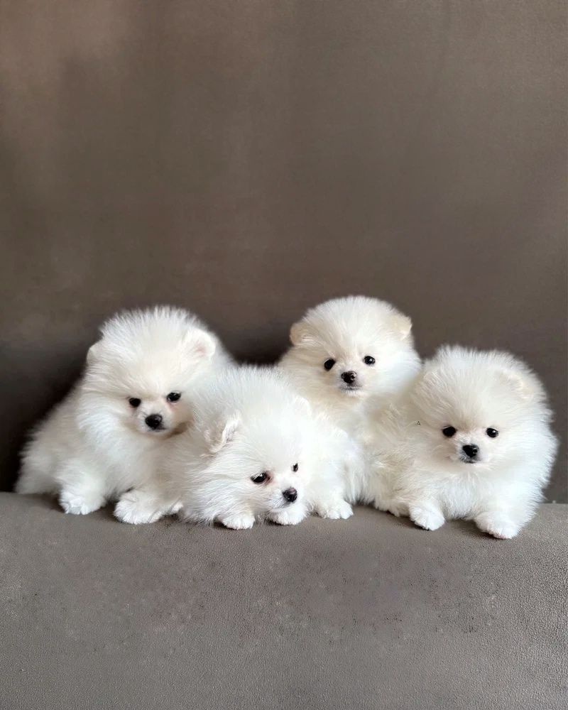 Pomeranian mini - 4