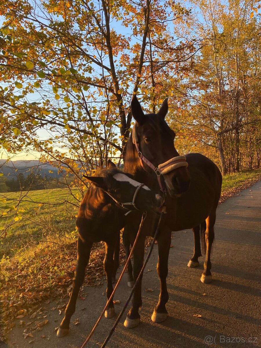 Hřebeček 1/2 lusitano - 4
