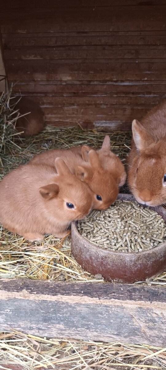 Zakrslý červený králík - 4