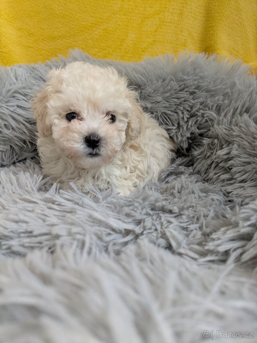 Pudl trpasličí-fenka - 4